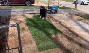 Norman Landscaping laying grass