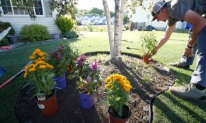Norman Landscaping planting